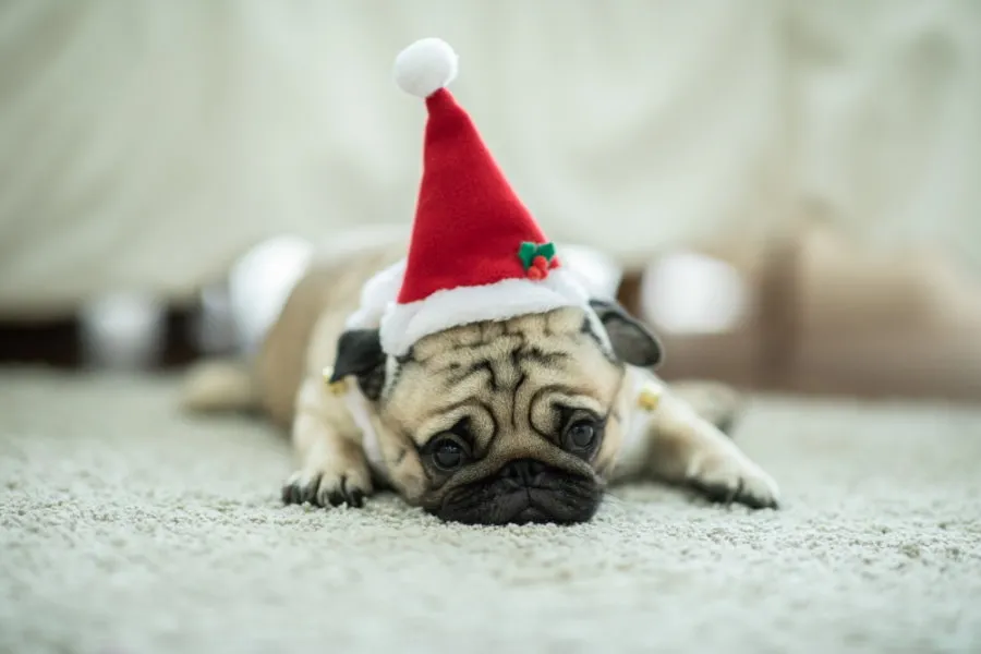 Pug laying on the ground wearing a Santa hat