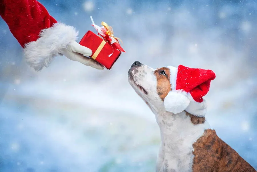 dog wearing a Christmas hat receiving a gift from Santa