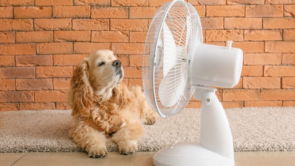 image of a dog sat in front of a fan