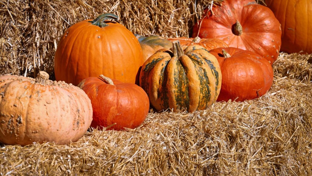 pumpkins on a bale of hay