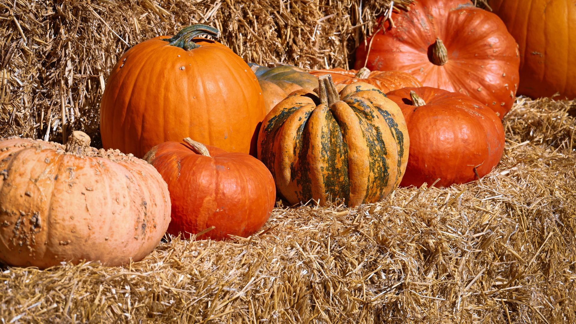 pumpkins on a bale of hay